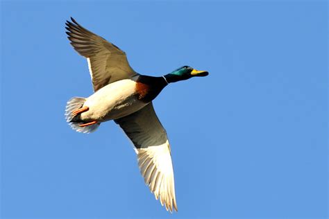 Pato volando / Flying duck | Francisco Batalla | Flickr