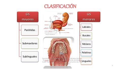 patología glándulas salivares   Clínica Gálvez
