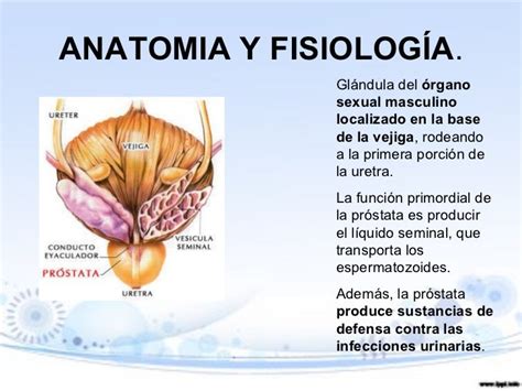 Patologia prostatica