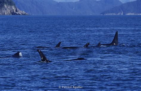 Patrice Aguilar Photographie | Orques  orcinus orca  / Orcas