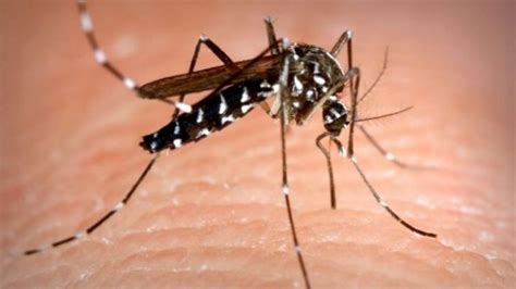 Patrones de alimentación de los mosquitos invasores en Europa y sus ...