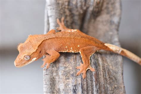 Patternless Red Crested Gecko For Sale | Fringemorphs