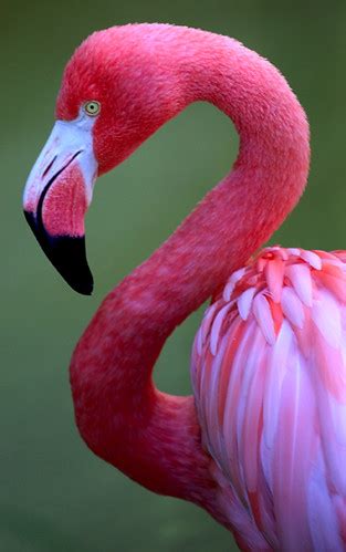 Pax on both houses: Flamingo: The Ungainliest Of Birds On ...