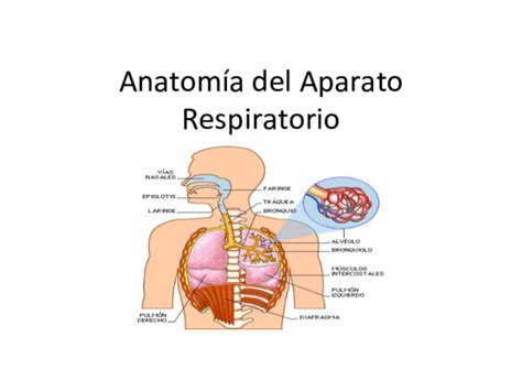 PDF  Anatomía del Aparato Respiratorio | jaime lopez   Academia.edu
