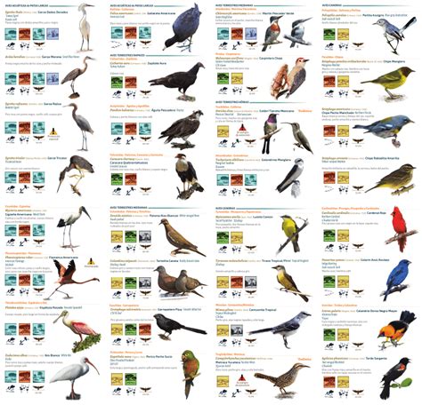 PDF  Aves comunes de la costa norte de Yucatán