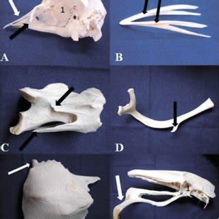 PDF  Descrição anatômica do esqueleto de avestruz ...