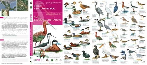 PDF  Guía rápida de las aves de la Ciénaga de Tláhuac