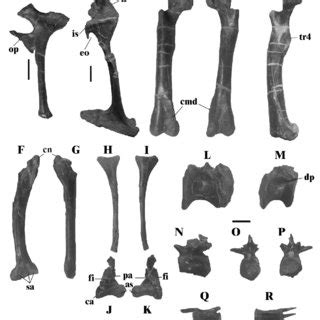 PDF  Nuevos restos de Allosaurus fragilis  Theropoda ...