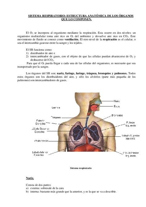 PDF  SISTEMA RESPIRATORIO: ESTRUCTURA ANATÓMICA DE LOS ÓRGANOS QUE LO ...