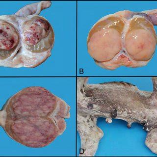 PDF  Testicular Neoplasms in Dogs in Rio Grande do Sul, Brazil