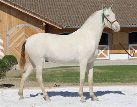 Pearl buckskin mare, I think shes a Lustiano I cant quite ...