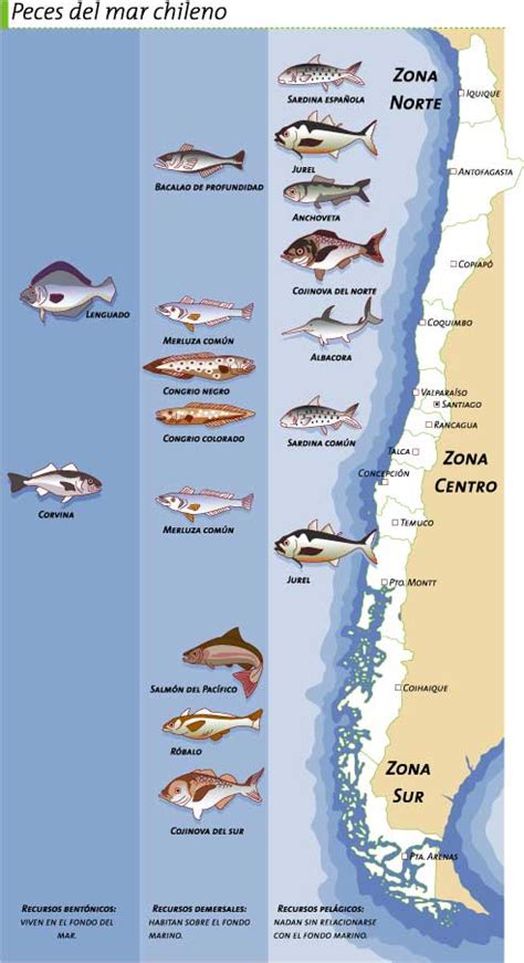 Peces del mar chileno Icarito