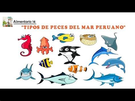 Peces del Mar Peruano y sus Caracteristicas   YouTube