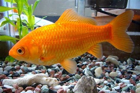 Peces Goldfish: Historia, Tipos Y Cuidados Para Este Pez