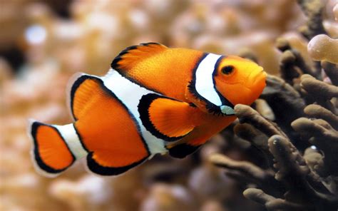 Peces ideales para tener en el acuario ¿Qué pez elegir? | Animales Hoy