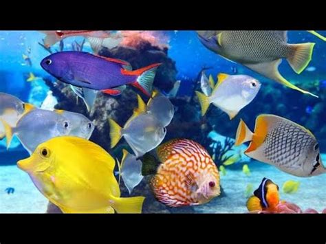 Peces marinos.   YouTube