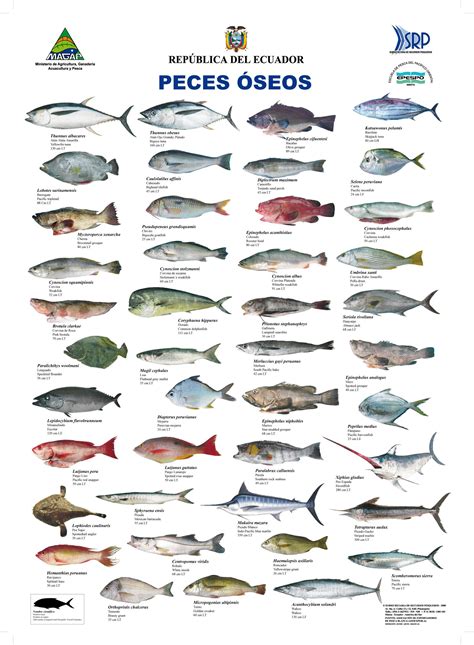 Peces Oseos | Especies de peces, Animáles de océano, Pesca ...