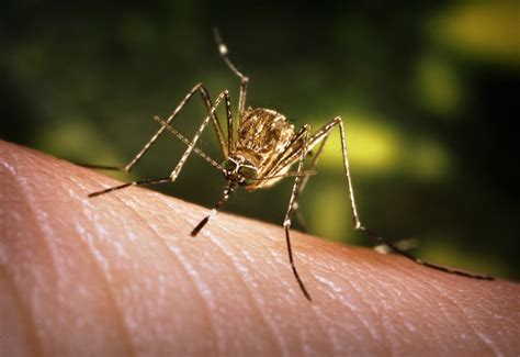 Peces que comen mosquitos: arma biológica en la guerra contra el Virus ...
