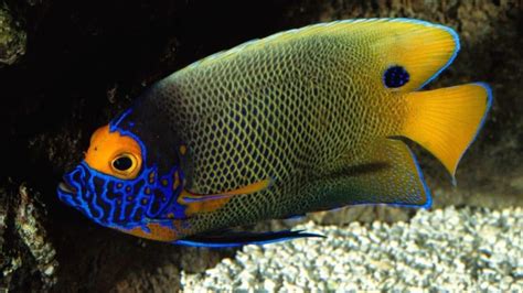 Peces tropicales: Características, tipos, nombres y mucho más