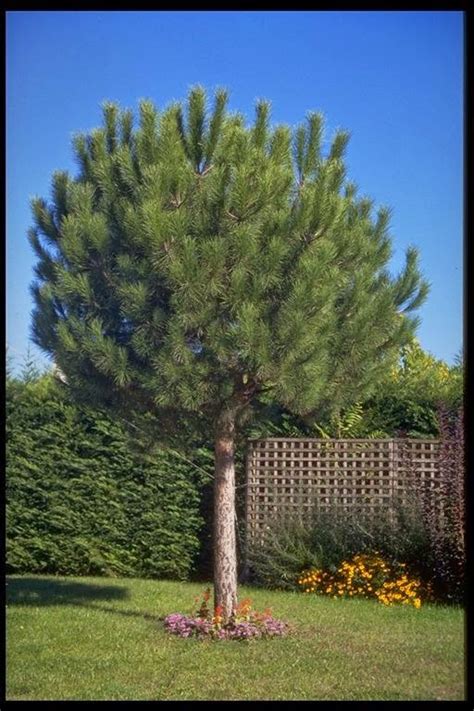 Peces y plantas ornamentales: Pinus pinea   Pino piñonero
