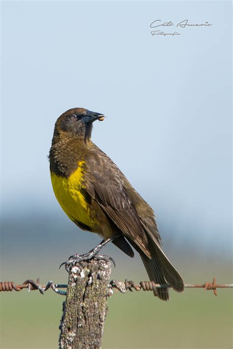 Pecho Amarillo Común Pseudoleistes virescens EcoRegistros