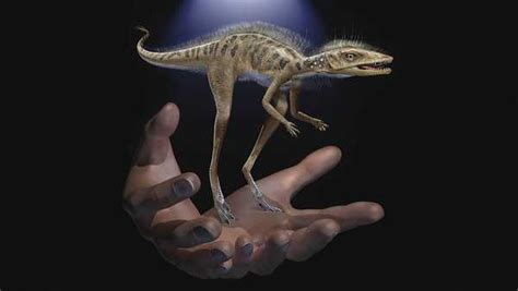 Pedeorelha | Un pariente de dinosaurios y pterosaurios ...