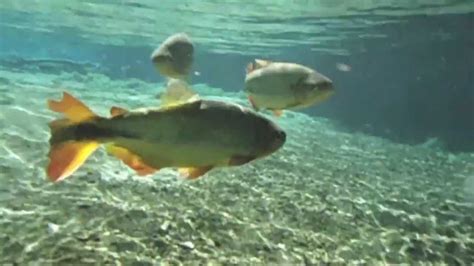 Peixes nas águas cristalinas do Rio da Prata   YouTube