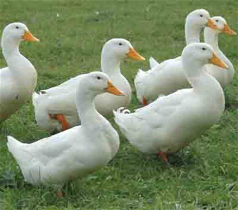 Pekin Duck Characteristics & Breed Information | Modern ...