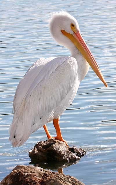 Pelícano Blanco Americano | Pelican art, Amazing animal ...