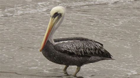 Pelicano Peruano: Características, Nome Científico, Habitat e Fotos ...