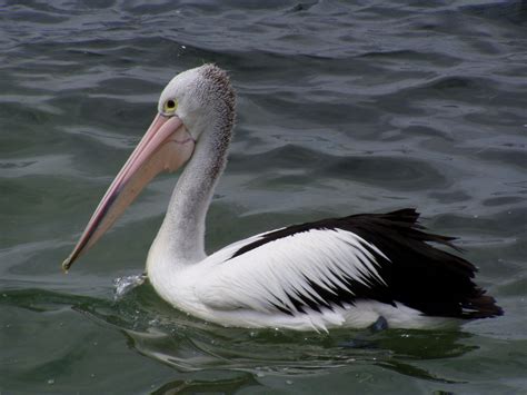 Pelicano   Wikiwand