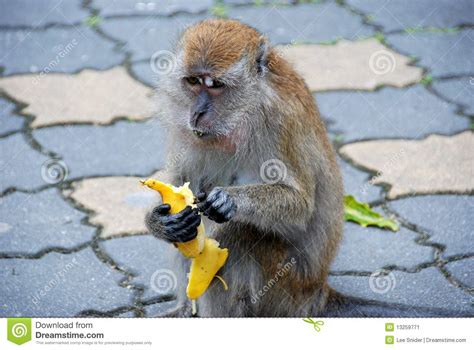 Penang, Malaysia: Monkey Eating Banana Stock Image   Image ...