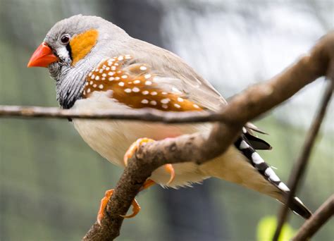 Penn researchers investigate how zebra finches teach ...