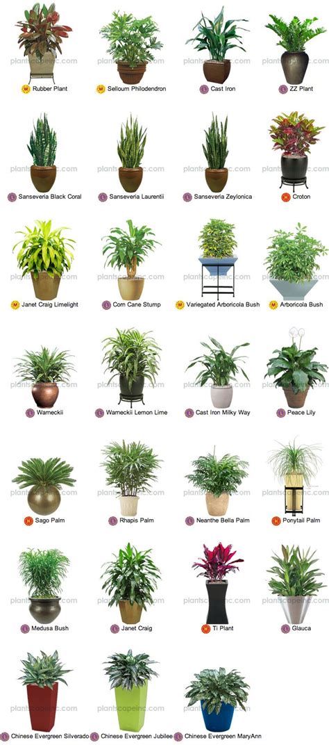 Pequenas plantas tropicais para Interior | Paisagismo ...