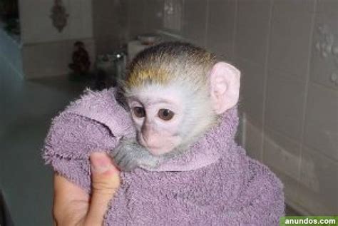 Pequeños monos capuchinos para la venta eur sevilla  ...