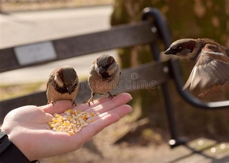Pequeños Pájaros De Brown Que Comen Maíz De Una Mano Del ` S De La ...