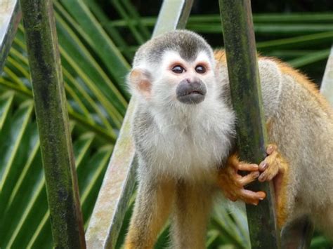 Pequeños Primates: MONOS TITI