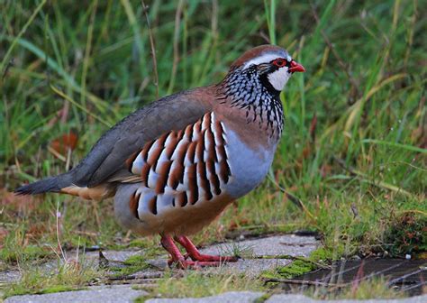 Perdiz comum  Alectoris rufa  | Partridge, Animals, Serra