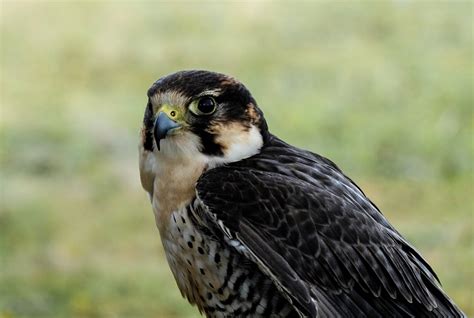 Peregrine Falcon  falco peregrinus  by Aveeno | ePHOTOzine