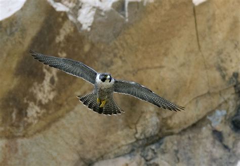 Peregrine Falcon  Falco peregrinus  | Idaho Fish and Game