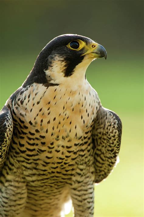 Peregrine Falcon Falco Peregrinus Photograph by Olaf Broders