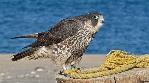 Peregrine falcon | Falco peregrinus | Spinus Nature ...