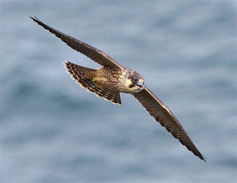 Peregrine falcon juvenile [Falco peregrinus] | anthony ...
