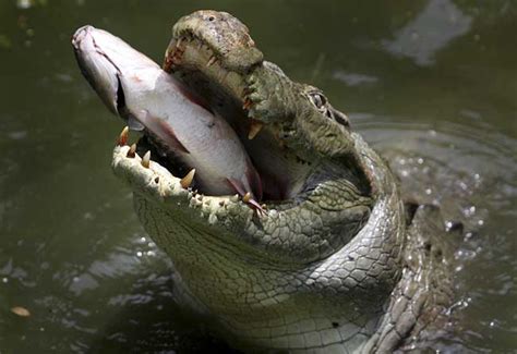 Perfect shot of a piranha being caught by a crocodile | Animals eating ...