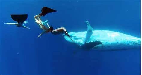 Perfecto video de natación entre yubarta y humano ...