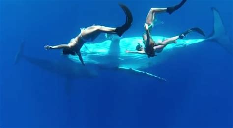 Perfecto video de natación entre yubarta y humano ...