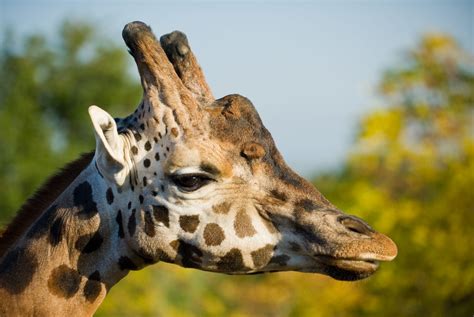 Perfil de la cabeza de una jirafa :: Imágenes y fotos