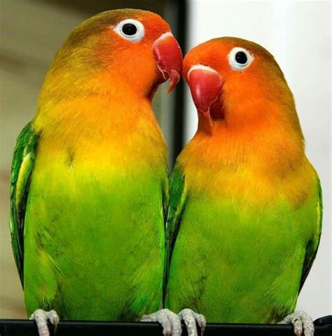 Pericas del amor | Aves de compañía, Pájaros de vivos ...