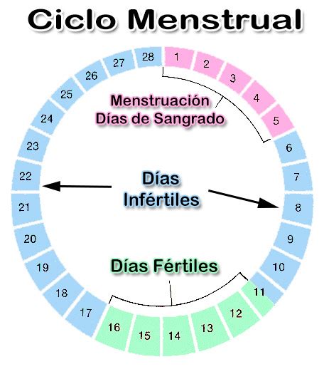 Periodo De Ovulación | Calendario Menstrual
