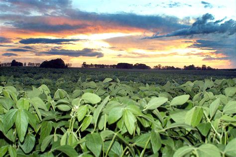Período que proíbe o cultivo da soja no Paraná começa no ...